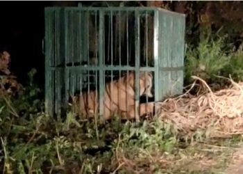 लखीमपुर खीरी के तिकुनियां क्षेत्र में आखिर पकड़ी ही गई आदमखोर बाघिन