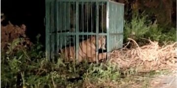 लखीमपुर खीरी के तिकुनियां क्षेत्र में आखिर पकड़ी ही गई आदमखोर बाघिन