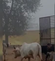 गौशाला का हाल बेहाल ना कोई देखने वाला ना कोई सुनने वाला,पशुओं का चारा दाना खा रहे ग्राम प्रधान …