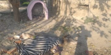 लखीमपुर खीरी के थाना फरधान के ग्राम पंचायत पचपेड़वा मे गायों का बुरा हाल