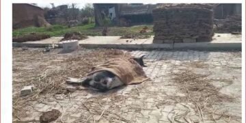 मृत गऊ को बनना पड़ रहा है अभी सड़क पर अपनी मौत का तमाशा मृत अवस्था में मरी पड़ी गऊ जिसको अभी तक सड़क से नहीं हटाया गया