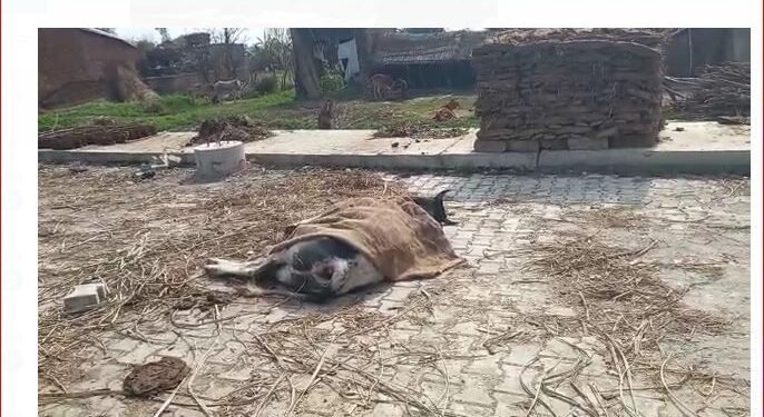 मृत गऊ को बनना पड़ रहा है अभी सड़क पर अपनी मौत का तमाशा मृत अवस्था में मरी पड़ी गऊ जिसको अभी तक सड़क से नहीं हटाया गया