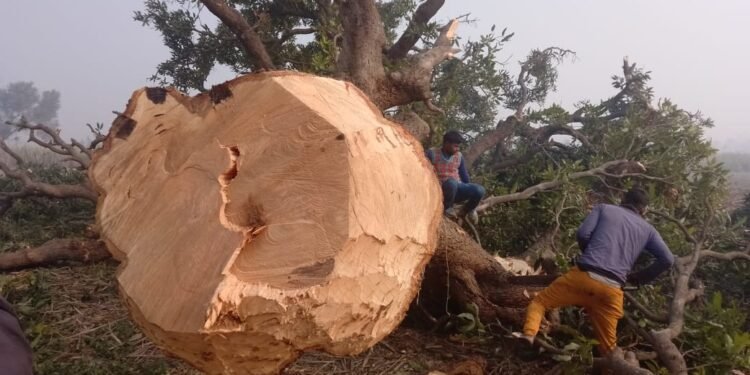 लखीमपुर खीरी के मितौली क्षेत्र में जारी है अवैध कटान …
