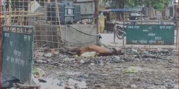 हापुड़ में करंट की चपेट में आने से फिर एक गोवंश की दर्दनाक मौत …