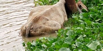 बिजली विभाग की बड़ी लापरवाही,लखीमपुरखीरी।