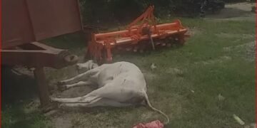 ग्राम पंचायत पचपेड़वा मे जो गऊ माता कि पूजा कि जाती है वही गऊ माता तड़प रही जिन्दा …