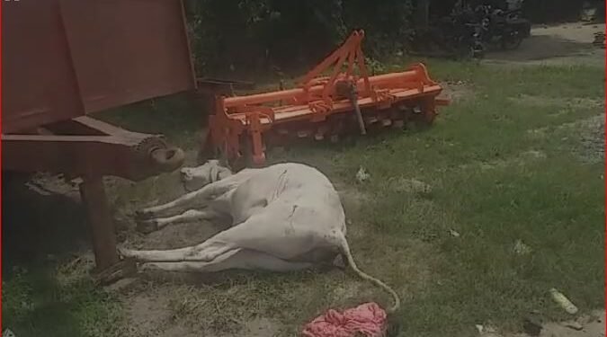 ग्राम पंचायत पचपेड़वा मे जो गऊ माता कि पूजा कि जाती है वही गऊ माता तड़प रही जिन्दा …