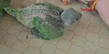 किरावली पुलिस के सराहनीय कार्य का वीडियो वायरल