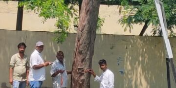 उद्योग व्यापार मंडल कोल्हुई के युवा अध्यक्ष के लगातार प्रयास से पेड़ों की कटाई हुई शुरू