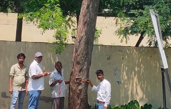 उद्योग व्यापार मंडल कोल्हुई के युवा अध्यक्ष के लगातार प्रयास से पेड़ों की कटाई हुई शुरू