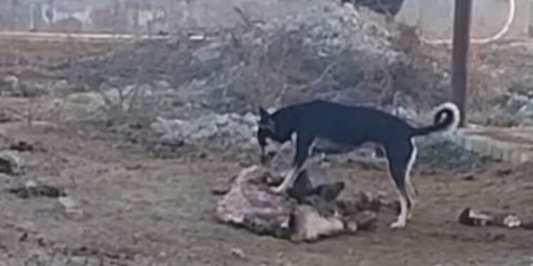 योगी सरकार में गौवंश को निवाला बना रहे स्वान…