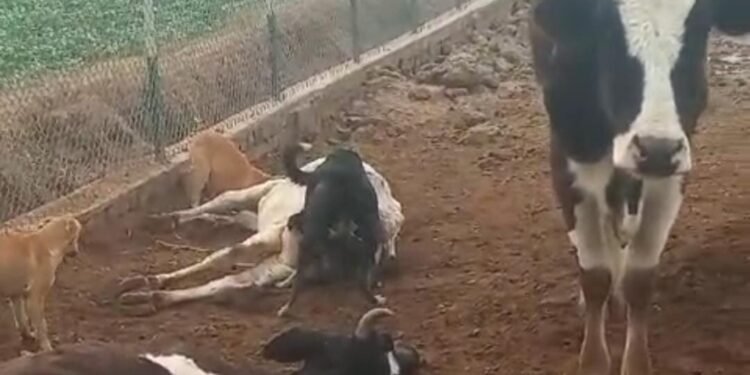 गौशाला में मर रहे गोवंश पशु देखने को मिल रही जिम्मेदारों की लापरवाही…