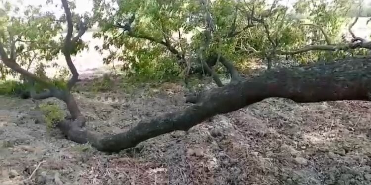 हरे पेड़ों की बेखौफ कटाई,महकमा नहीं कर रहा कारवाई बिना अनुमति के काट डाले हरे भरे पेड़…