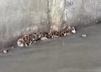 करहल बरसात के मौसम में अजगर सांप निकालने की सूचना पर वन विभाग टीम पहुंची..