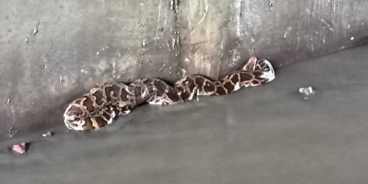 करहल बरसात के मौसम में अजगर सांप निकालने की सूचना पर वन विभाग टीम पहुंची..